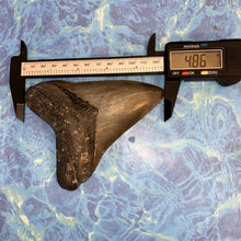 Lade das Bild in den Galerie-Viewer, Megalodon Shark Tooth Collector's A Grade Giant Fossil 4 Inches Long
