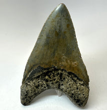 Lade das Bild in den Galerie-Viewer, Megalodon Shark Tooth Collector's A Grade Giant Fossil 4 Inches Long
