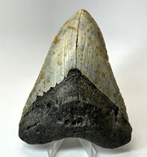 Lade das Bild in den Galerie-Viewer, Megalodon Shark Tooth Collector's A Grade Giant Fossil 4 Inches Long
