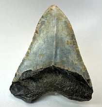 Lade das Bild in den Galerie-Viewer, Megalodon Shark Tooth Collector's A Grade Giant Fossil 4 Inches Long
