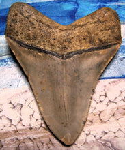 Lade das Bild in den Galerie-Viewer, Megalodon Shark Tooth Collector's A Grade Giant Fossil 4 Inches Long
