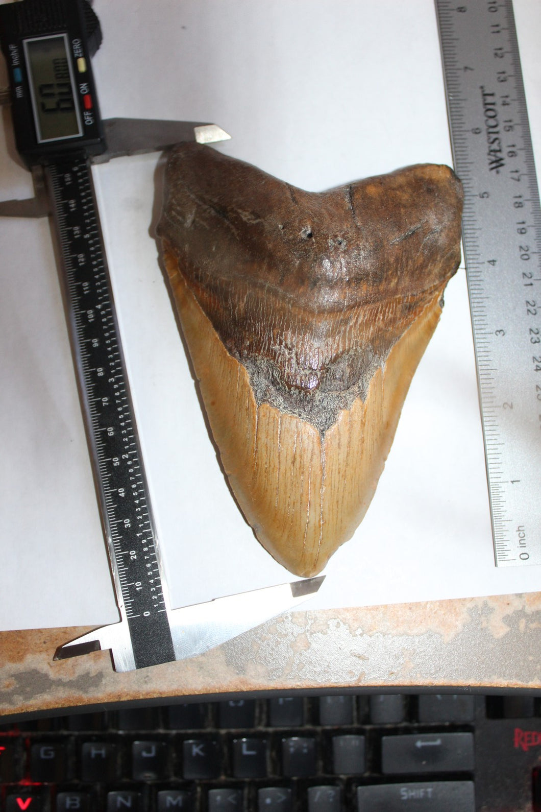 6 Inch Long Real Brown Megalodon Shark Giant Tooth Huge