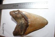 Load image into Gallery viewer, 6 Inch Long Real Brown Megalodon Shark Giant Tooth Huge
