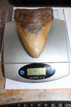 Load image into Gallery viewer, 6 Inch Long Real Brown Megalodon Shark Giant Tooth Huge
