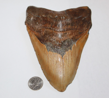 Load image into Gallery viewer, 6 Inch Long Real Brown Megalodon Shark Giant Tooth Huge
