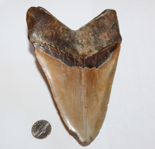 Load image into Gallery viewer, 6 Inch Long Real Brown Megalodon Shark Giant Tooth Huge
