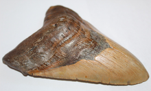 Load image into Gallery viewer, 6 Inch Long Real Brown Megalodon Shark Giant Tooth Huge
