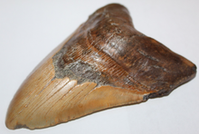 Load image into Gallery viewer, 6 Inch Long Real Brown Megalodon Shark Giant Tooth Huge
