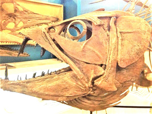 Enchodus Extinct Fish Lot of 3 Teeth Prehistoric Sabertooth Herring Fossil