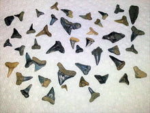 Charger l&#39;image dans la galerie, Shark Tooth Wholesale Lot de 25 dents partielles de taureau, marteau, citron, mako

