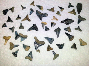 Shark Tooth Wholesale Lot de 25 dents partielles de taureau, marteau, citron, mako
