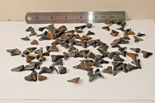 Charger l&#39;image dans la galerie, Shark Tooth Wholesale Lot de 25 dents partielles de taureau, marteau, citron, mako
