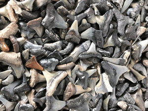 Shark Tooth Wholesale Lot of 25 Partial Teeth Bull, Hammerhead, Lemon, Mako