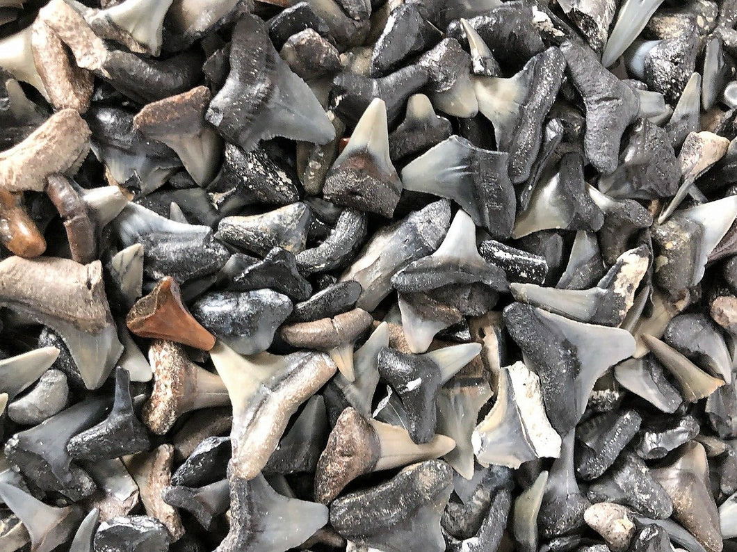 Shark Tooth Lot Bundle de 50 dents partielles Bull, Hammerhead, Dusky, Mako