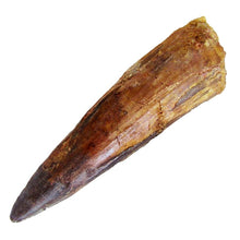 Charger l'image dans la galerie, Spinosaurus Tooth 3 Inches Long Real Dinosaur Collector's Fossil
