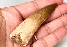 Charger l'image dans la galerie, Spinosaurus Tooth 3 Inches Long Real Dinosaur Collector's Fossil
