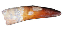 Charger l'image dans la galerie, Spinosaurus Tooth 3 Inches Long Real Dinosaur Collector's Fossil
