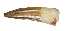 Charger l'image dans la galerie, Spinosaurus Tooth 3 Inches Long Real Dinosaur Collector's Fossil
