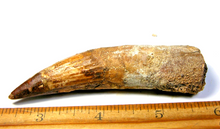 Charger l'image dans la galerie, Spinosaurus Tooth 3 Inches Long Real Dinosaur Collector's Fossil
