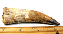 Charger l'image dans la galerie, Spinosaurus Tooth 3 Inches Long Real Dinosaur Collector's Fossil
