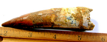 Charger l'image dans la galerie, Spinosaurus Tooth 3 Inches Long Real Dinosaur Collector's Fossil
