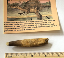 Charger l'image dans la galerie, Spinosaurus Tooth 3 Inches Long Real Dinosaur Collector's Fossil
