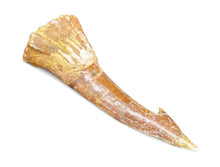 Load image into Gallery viewer, Onchopristis Extinct Sawfish Tooth Cretaceous Dinosaur Fossil
