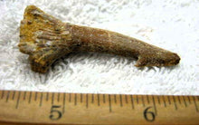 Charger l&#39;image dans la galerie, Onchopristis Extinct Sawfish Tooth Cretaceous Dinosaur Fossil
