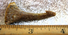 Cargar imagen en el visor de la galería, Onchopristis Extinct Sawfish Tooth Cretaceous Dinosaur Fossil
