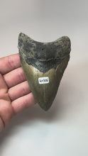 Laden und Abspielen von Videos im Galerie-Viewer, Megalodon Shark Tooth Collector's A Grade Giant Fossil 4 Inches Long
