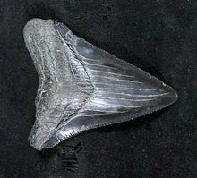 Load image into Gallery viewer, Megalodon Baby Shark Tooth Extinct Genuine Small 1&quot; Long
