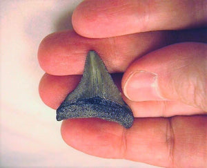 Megalodon Baby Shark Tooth Extinct Real Small 1" Long