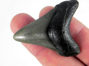 Megalodon Baby Shark Tooth Extinct Genuine Small 2" Long
