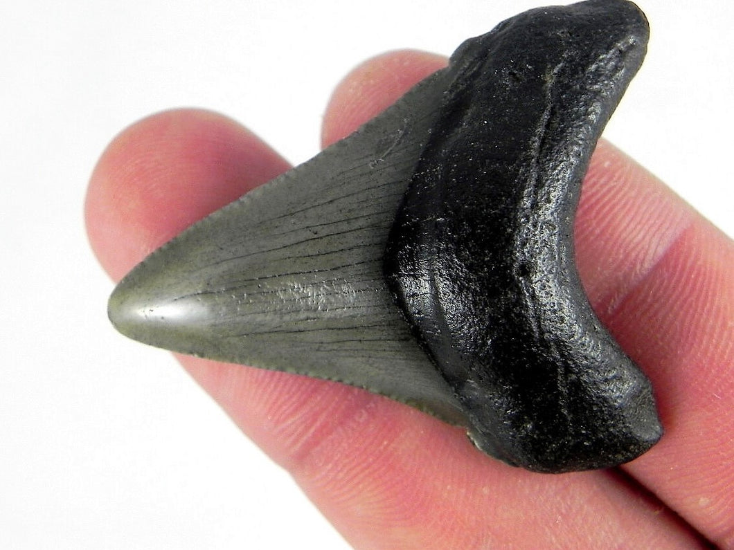 Megalodon Baby Shark Tooth Extinct Genuine Small 2