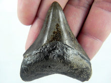 Load image into Gallery viewer, Megalodon Baby Shark Tooth Extinct Genuine Small 2&quot; Long
