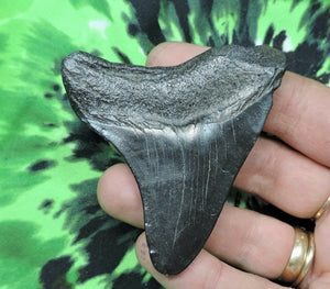 Megalodon Young Shark Tooth Extinct Real Fossil 2" Long