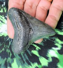 Load image into Gallery viewer, Megalodon Young Shark Tooth Extinct Real Fossil 2&quot; Long
