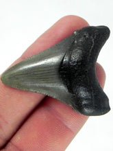 Cargar imagen en el visor de la galería, Megalodon Young Shark Tooth Extinct Real Fossil 2&quot; Long
