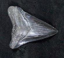 Cargar imagen en el visor de la galería, Megalodon Young Shark Tooth Extinct Real Fossil 2&quot; Long
