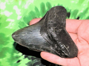 Megalodon Real Extinct Shark Tooth Genuine Relic 3" Long