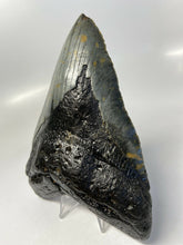 Load image into Gallery viewer, Megalodon Real Extinct Shark Tooth Genuine Relic Large 6&quot; Long
