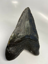 Charger l&#39;image dans la galerie, Megalodon Real Extinct Shark Giant Tooth Authentic Large 6&quot; Long
