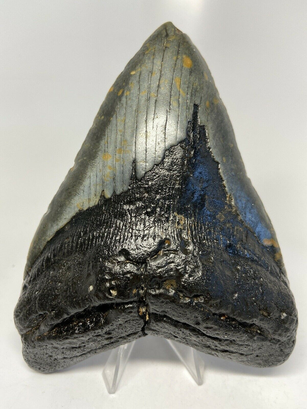 Megalodon Real Extinct Shark Tooth Genuine Relic Large 6