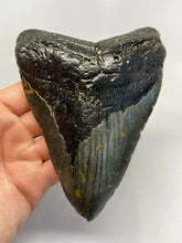 Charger l&#39;image dans la galerie, Megalodon Real Extinct Shark Tooth Genuine Relic Large 6&quot; Long
