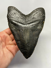Load image into Gallery viewer, Megalodon Real Extinct Shark Tooth Genuine Relic Large 6&quot; Long
