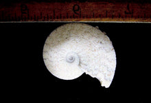 Load image into Gallery viewer, Ammonite Old Mollusk Jurassic Genuine Fossil
