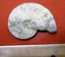 Load image into Gallery viewer, Ammonite Old Mollusk Jurassic Genuine Fossil
