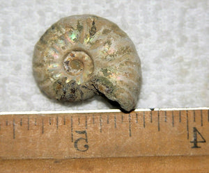 Ammonite Old Mollusk Jurassic Genuine Fossil