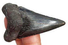 Load image into Gallery viewer, Angustidens Extinct Shark Tooth Genuine &amp; Unrestored (2 Inches Long)
