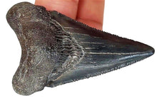Cargar imagen en el visor de la galería, Angustidens Extinct Shark Tooth Genuine &amp; Unrestored (2 Inches Long)
